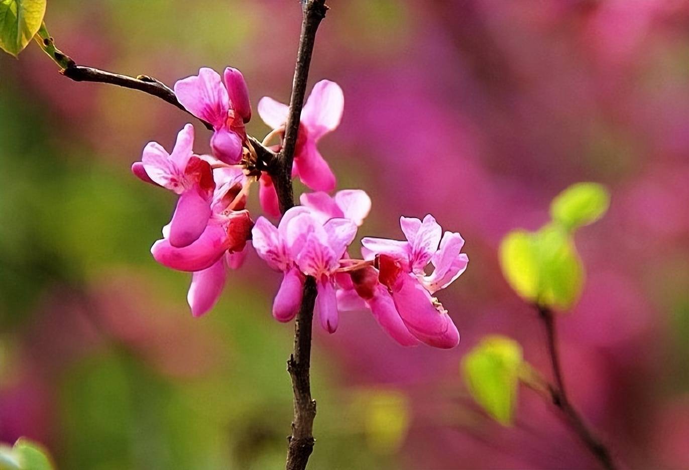 【原创诗词】周嗣远 | 祈愿春来千样好，新联巧妙绘宏图（诗词十六首）