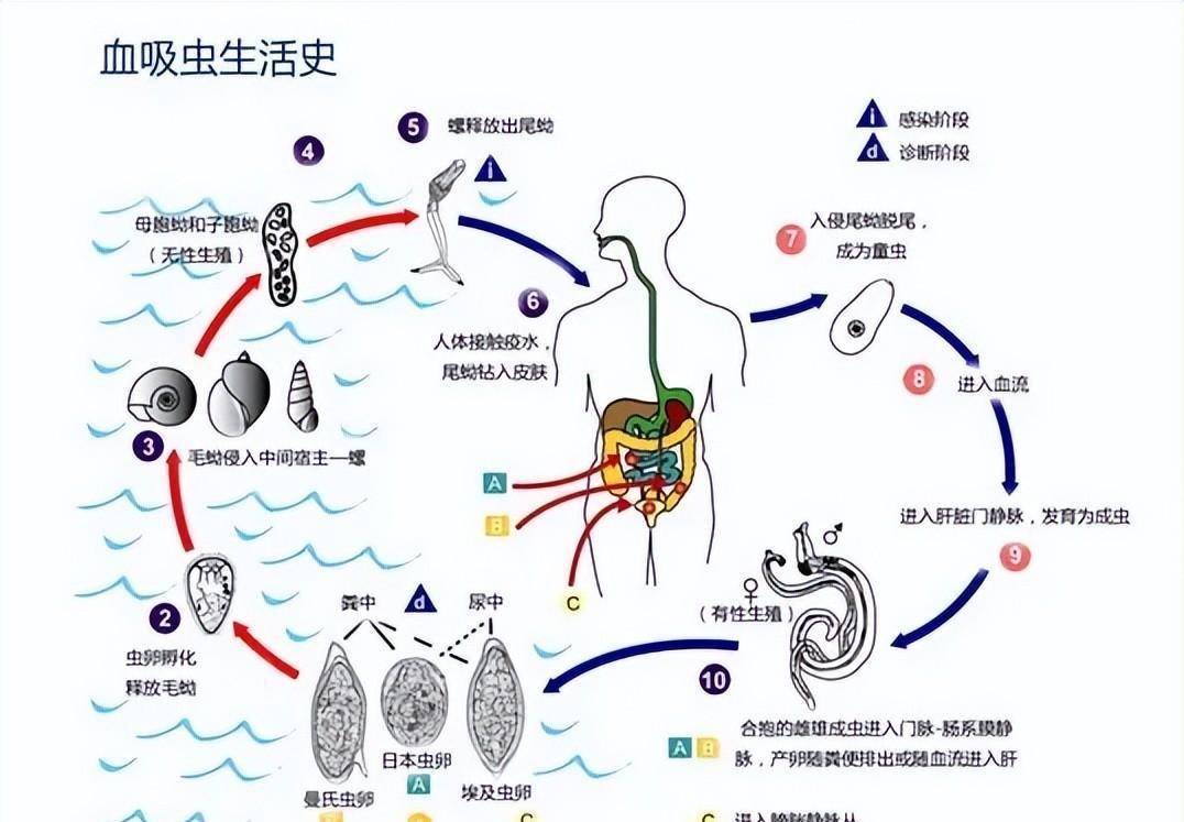 曹操赤壁战败超你认知：戎行遭受疾病和瘟疫，招致战斗力丧失？