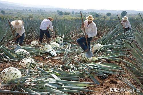 拉美诸国中那些好吃的、好玩的（二）-墨西哥的特色美食