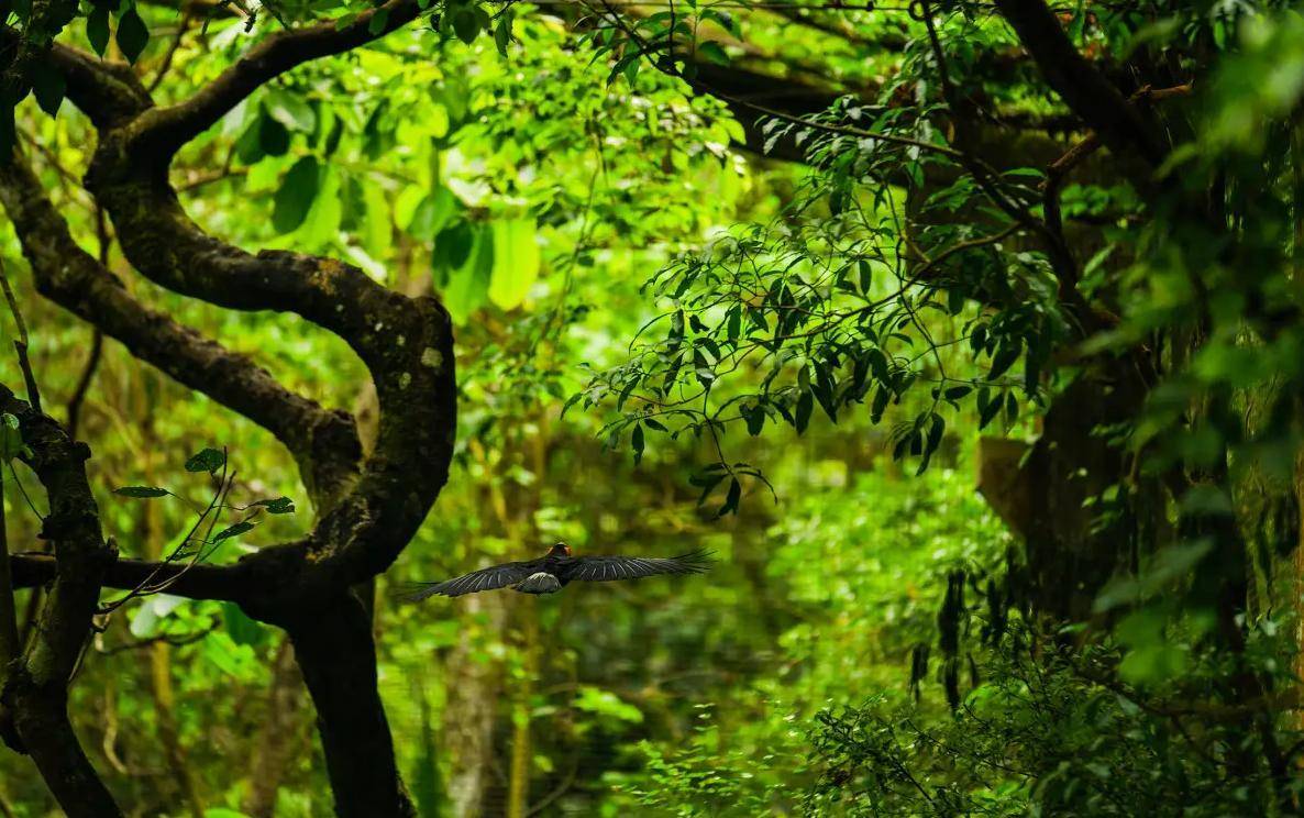 连蚂蚁都“惹不起”，亚马逊雨林有多可怕？为何人类不敢踏足？