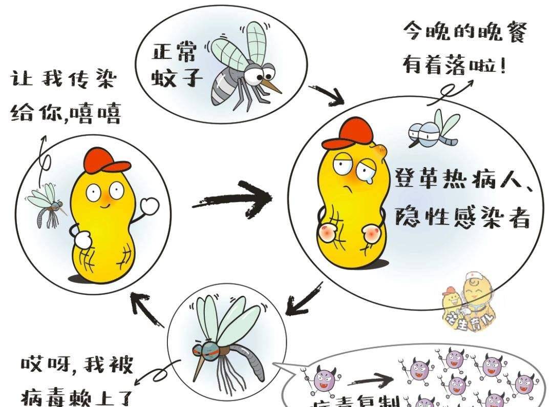 蚊子从哪里来？美国方案投放24亿只转基因蚊子，目标是什么？