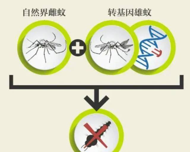 蚊子存在的意义是什么？人类什么时候才气覆灭它们呢？