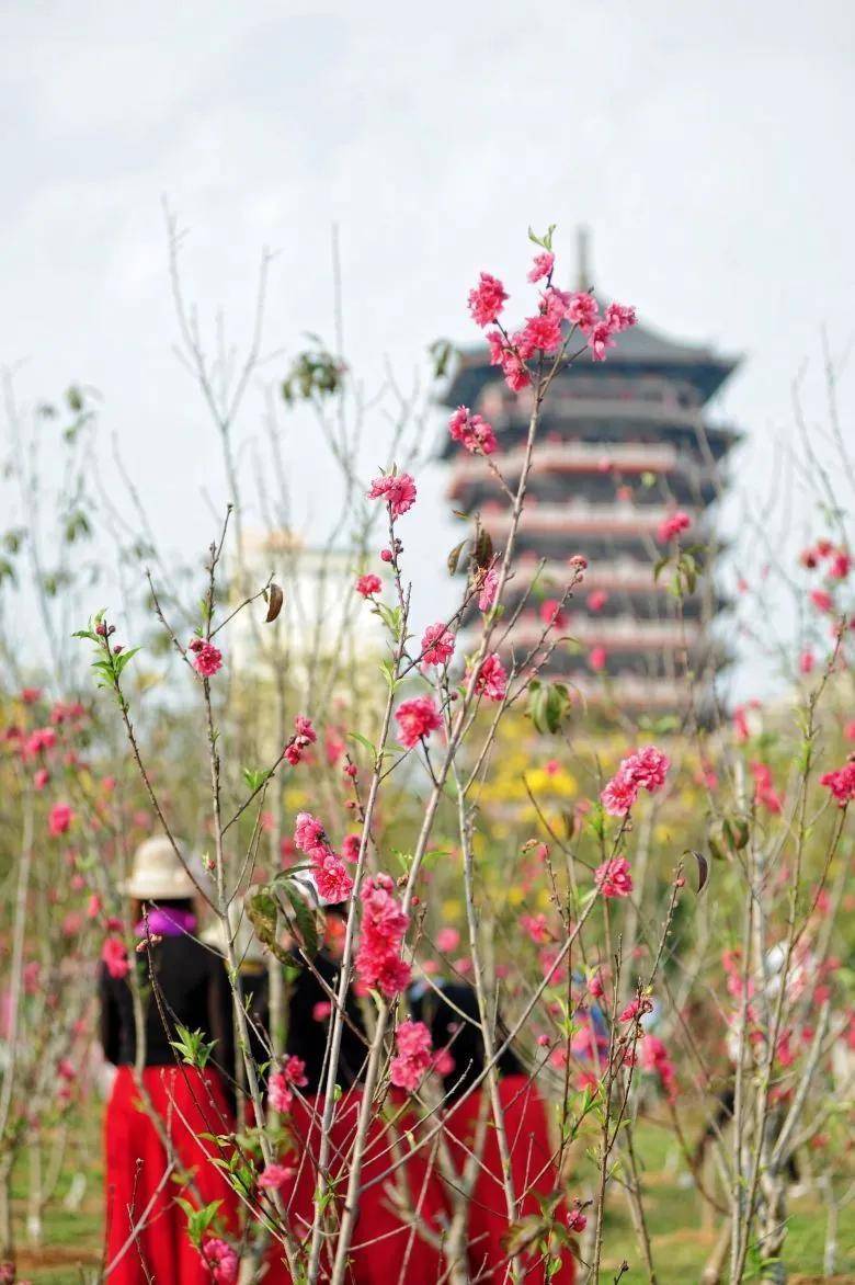 大片！钦州市区那些花海美哭了！你带着她，她带着丝巾