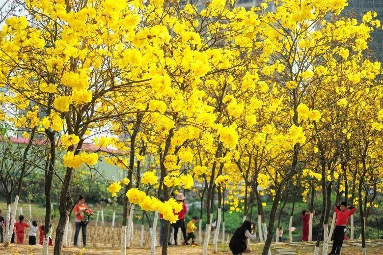 大片！钦州市区那些花海美哭了！你带着她，她带着丝巾