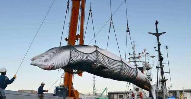 �ձ�Ϊʲô��ֲ�ɱ���㣿������Ϊ�˳��⣬������ͼֵ�� ...