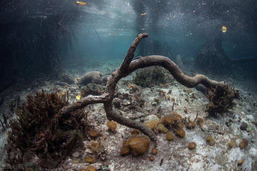 世上毒生物不是毒蛇，而是以下那几种，后一种若被咬了就难救过来