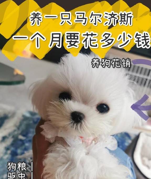 小型犬马尔济斯一个月要花几钱？