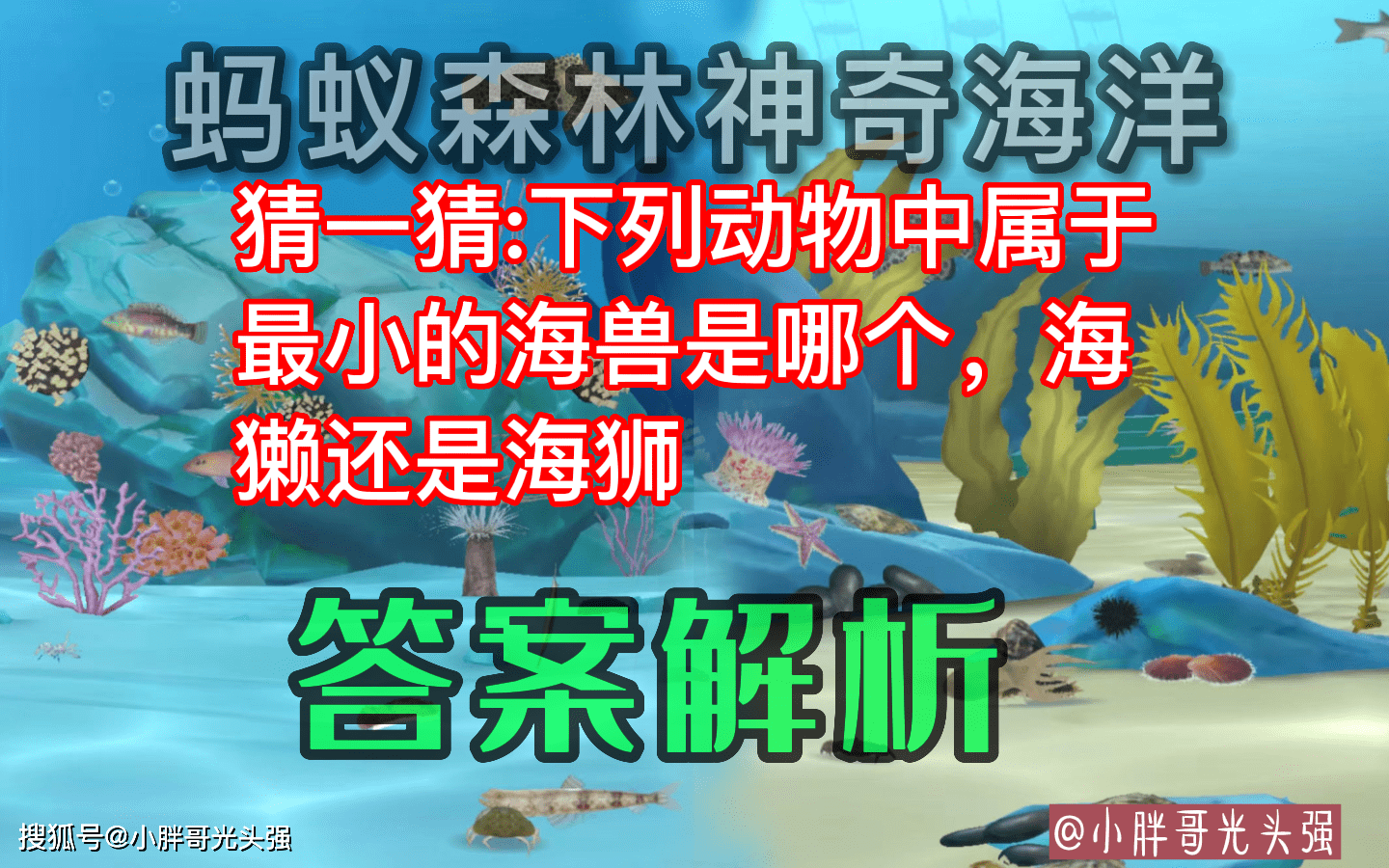 猜一猜海獭和海狮中属于最小的海兽是哪个？蚂蚁丛林奇异海洋