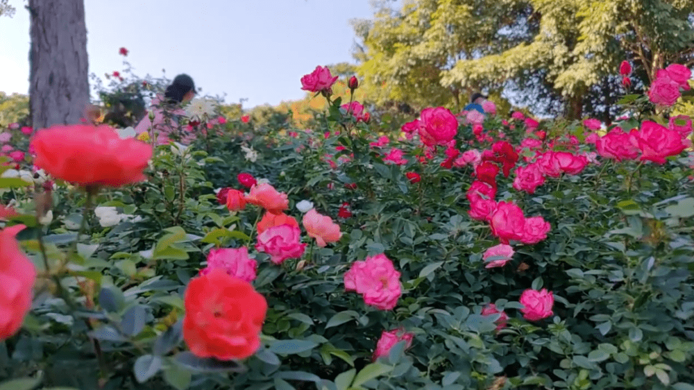 打卡深圳最美花海，春天与花儿有个约会