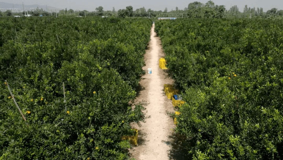 新会陈皮的厚薄决定它的品量吗？