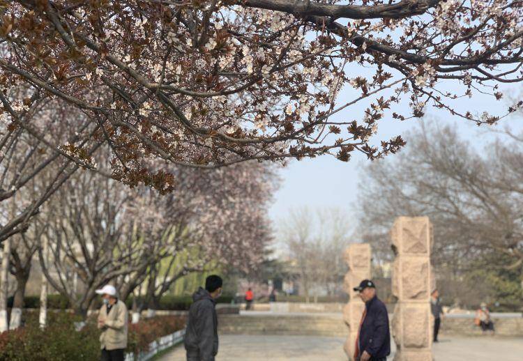 市北花径喊您来打卡！最美赏花道路请您收好