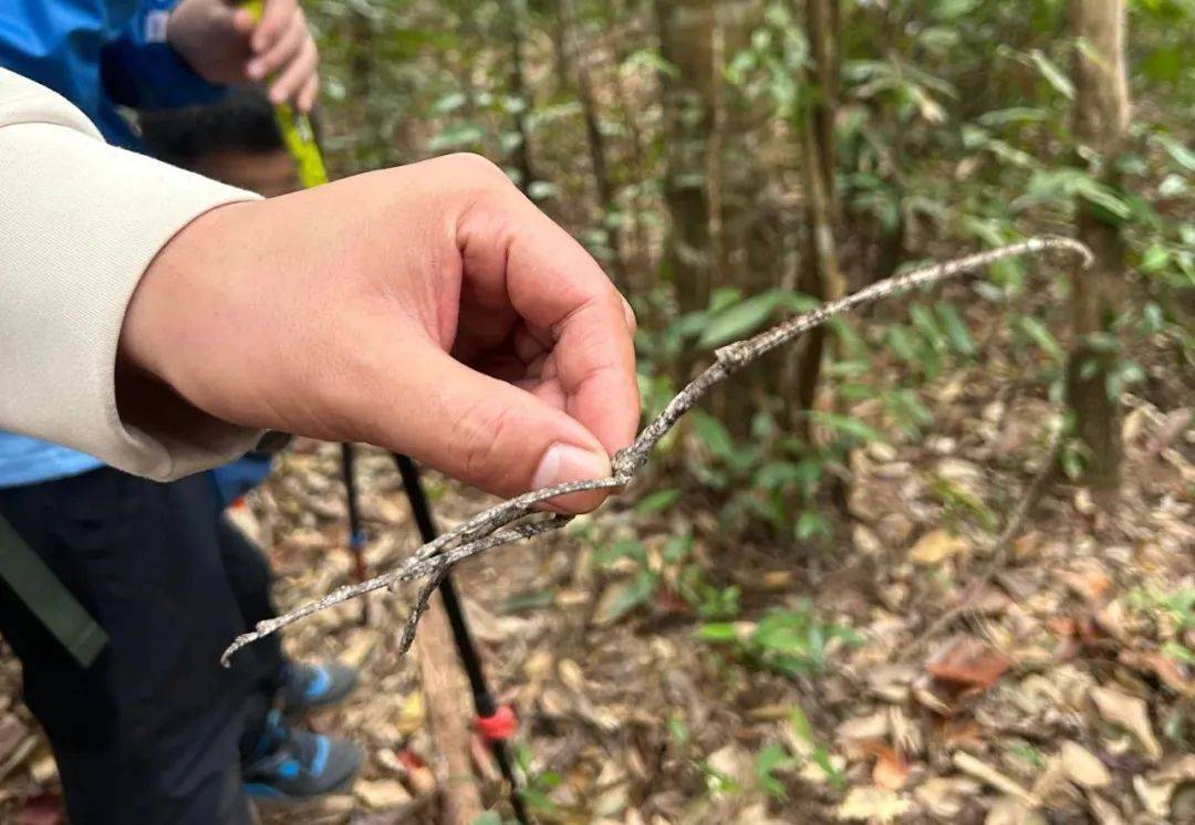 陪你去雨林 | 一群少年摸索家6天5晚西双版纳雨林之旅