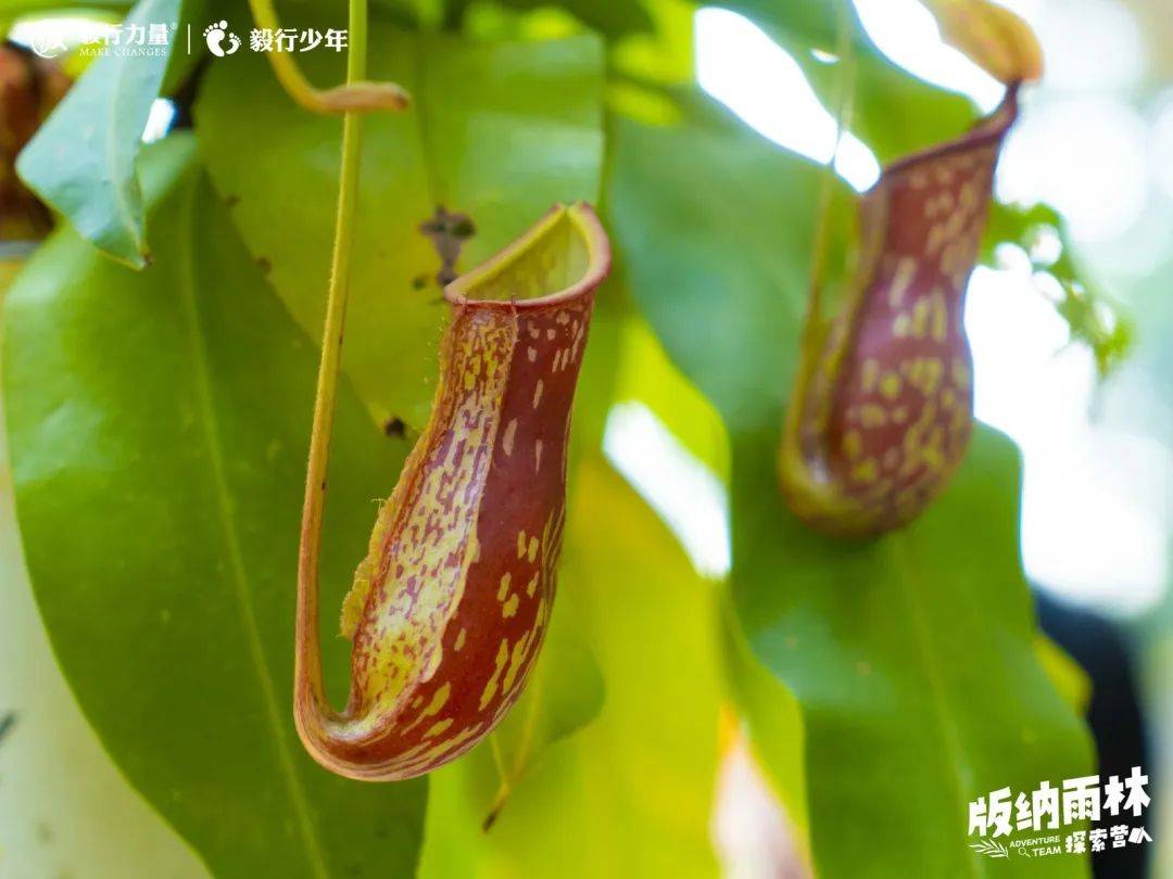 陪你去雨林 | 一群少年摸索家6天5晚西双版纳雨林之旅