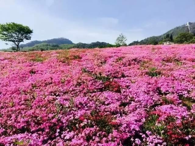 四川健博会探秘之：中医药安康旅游篇