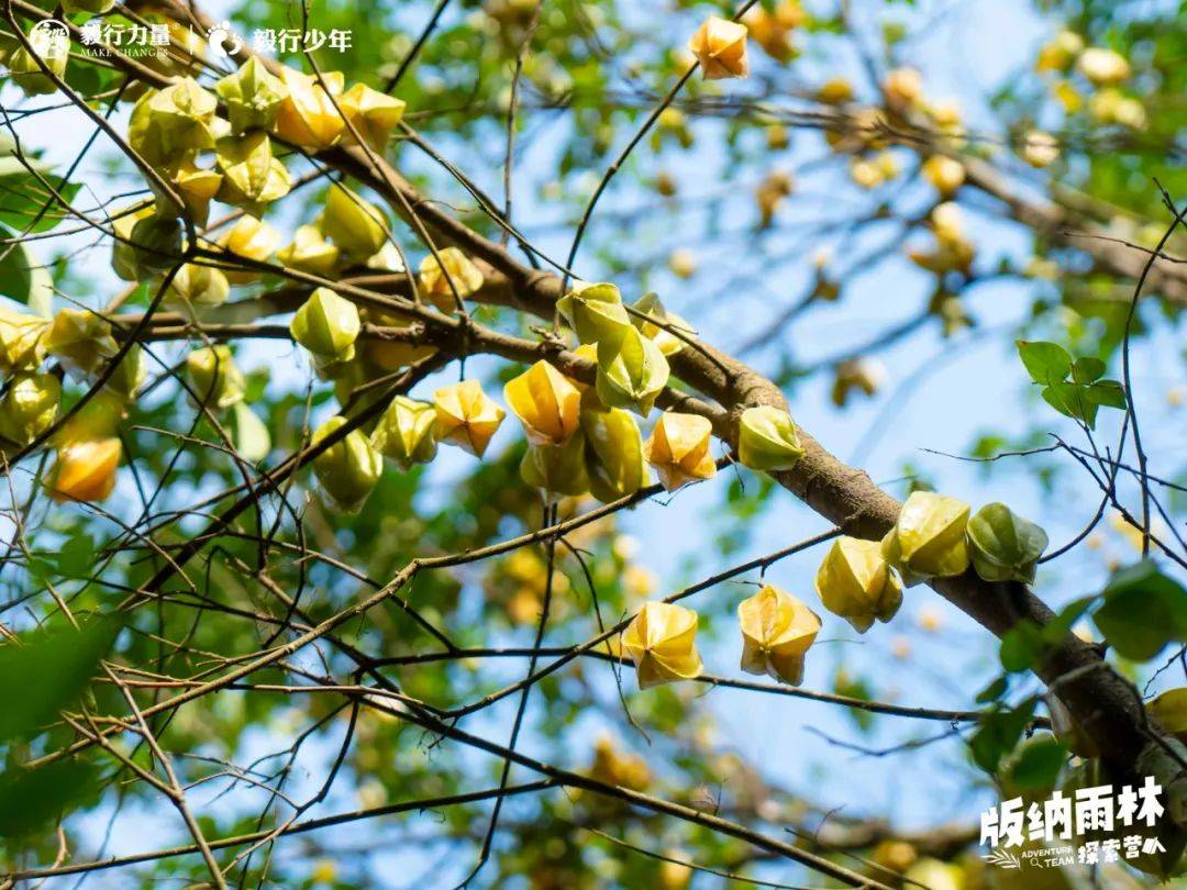 陪你去雨林 | 一群少年摸索家6天5晚西双版纳雨林之旅