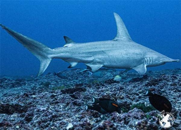 ������ϵ����Ϊ�޹�˫������찲�ıӻ���