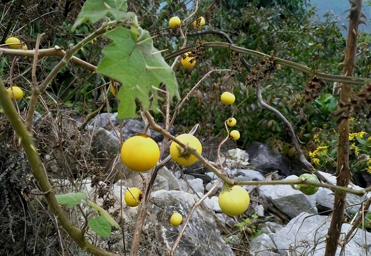 与土豆和番茄同科，果实酷似小西瓜，人称“牙痛果”，殊不知剧毒