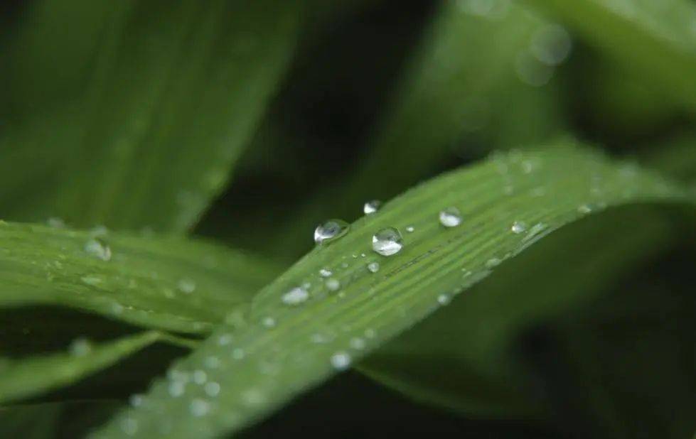 春季降临，谨防伤风和过敏