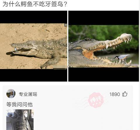 “鳄鱼嘴里的牙签鸟，为啥不怕被吞？”评论区有点狠！哈哈哈