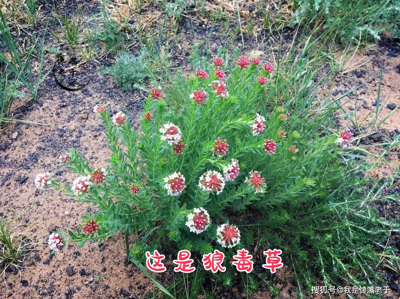 常吃野菜益处多，但那7种野菜不要吃，今天才弄大白，长常识了