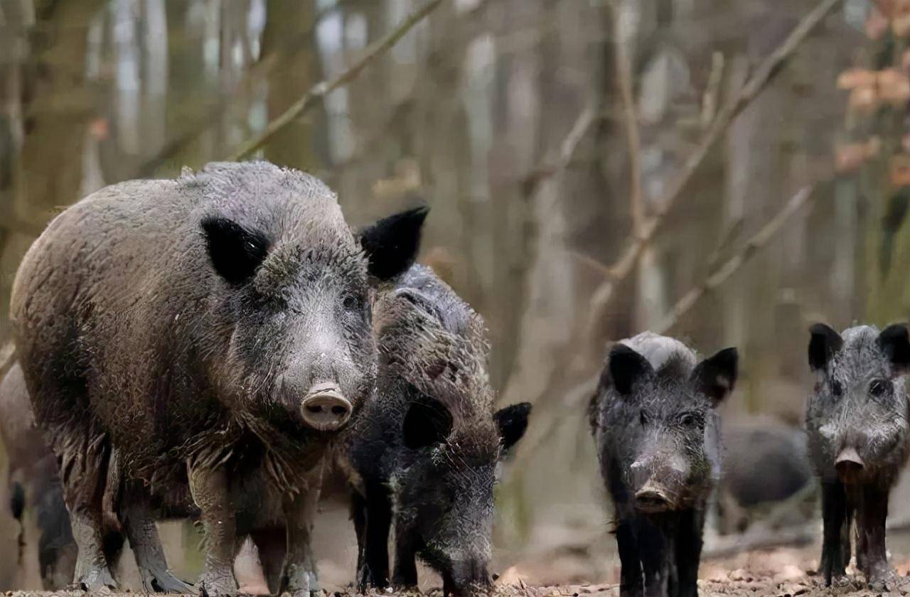 假设不再庇护野猪，会是什么结局？未必是功德，生物链会贫乏一环