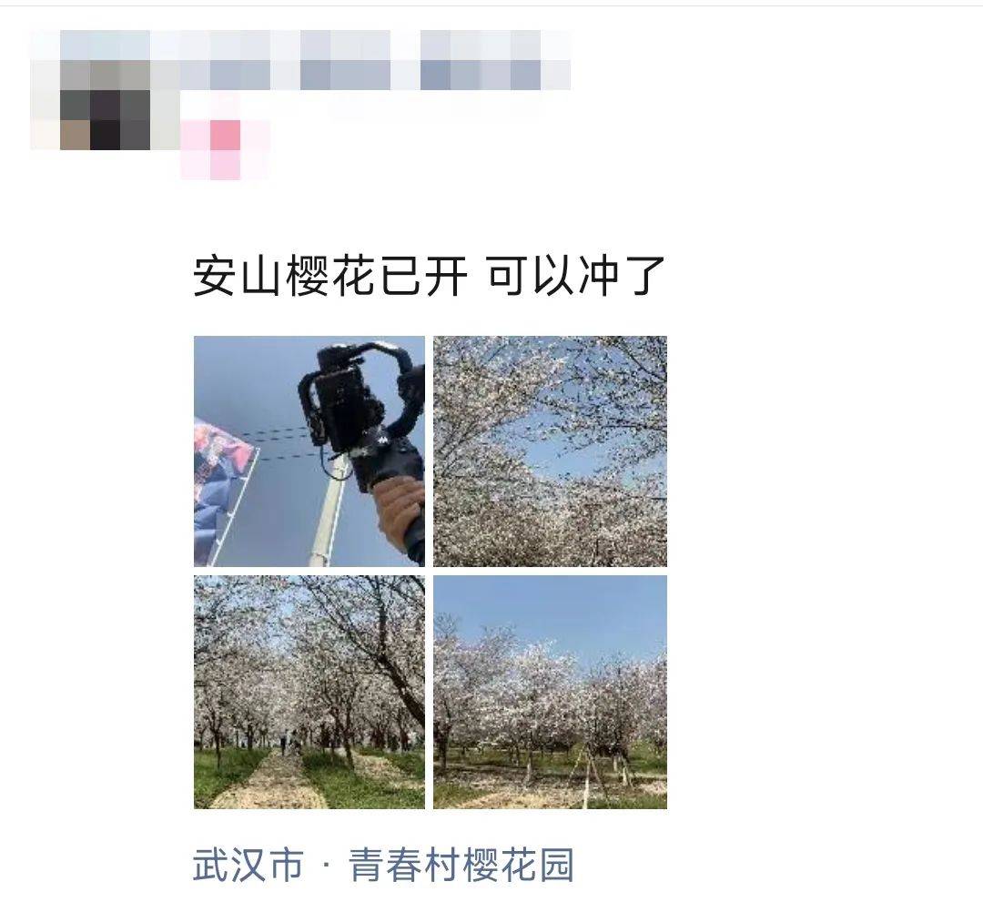 江夏安山的樱花冷艳出圈！网友：好想去！