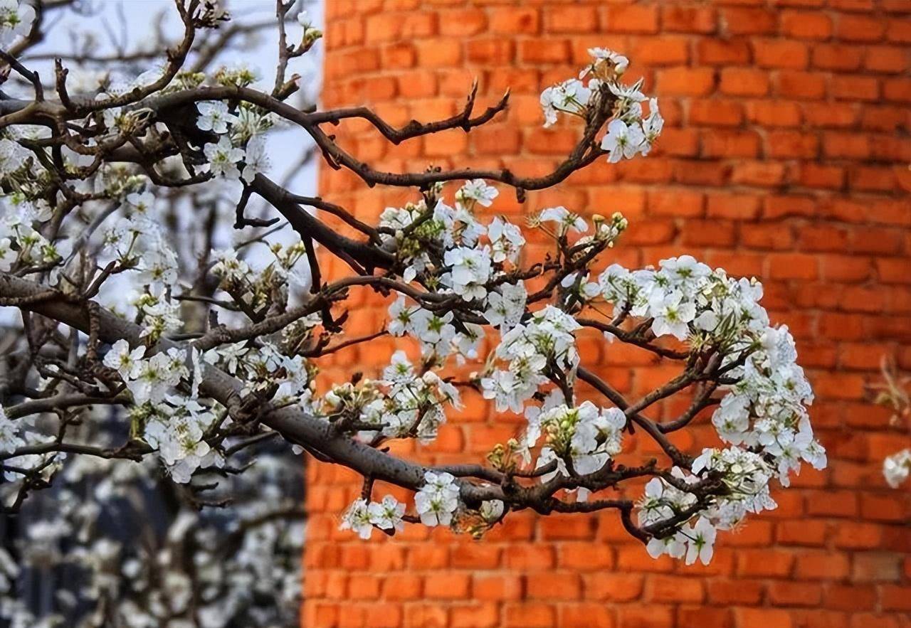 2023年昆明3月春城踏春赏花十大地点保举