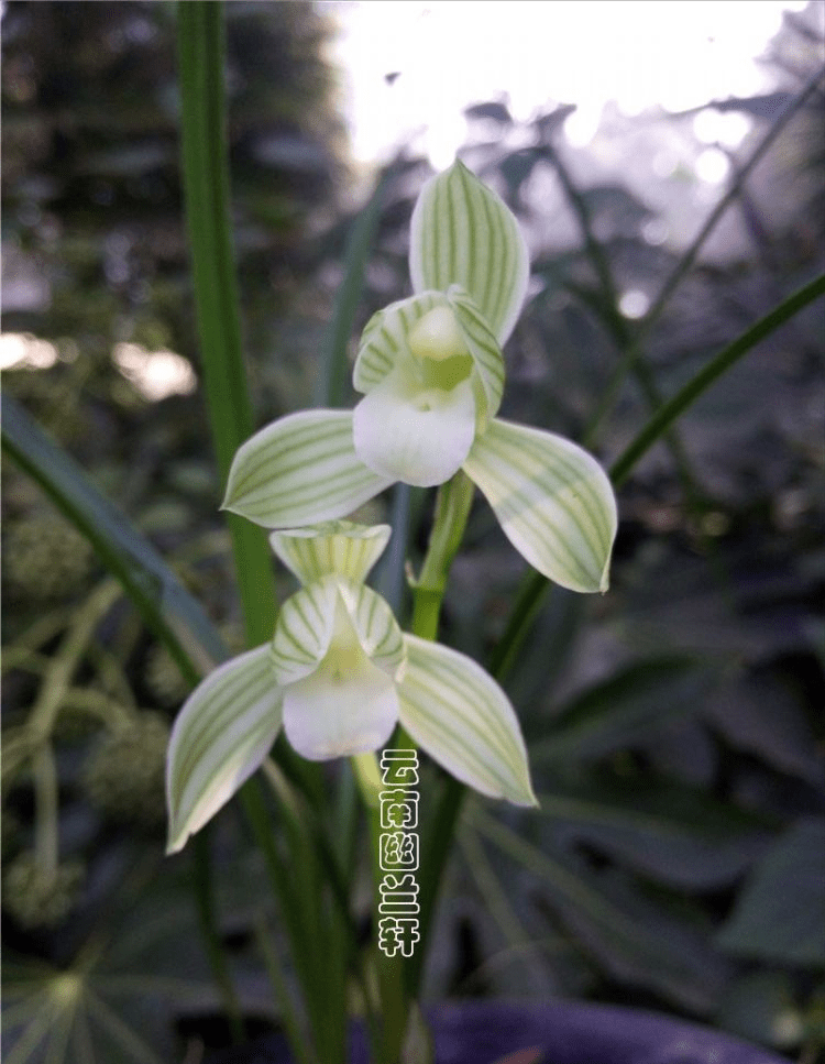 那种兰花花香芳香清远，花容肃静严厉清秀，阳台有空地，赶紧养一盆