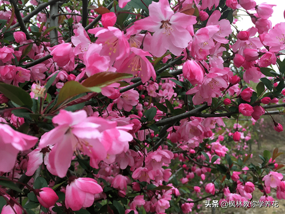 保举7种！开花类景不雅树，给小院种上，年年花开满园