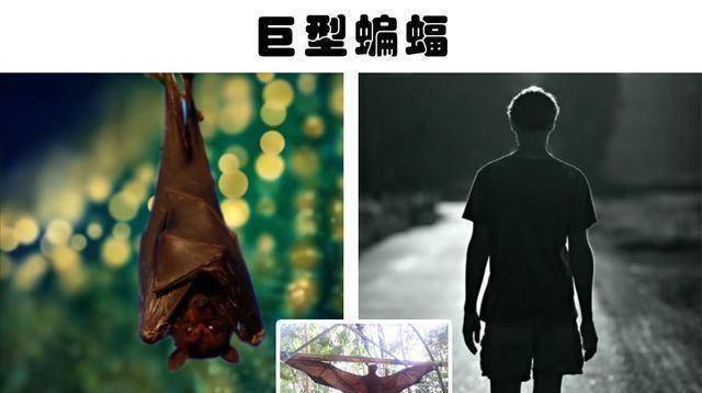 森林生物的发现：人类在森林中发现的10个足够惊人的发现