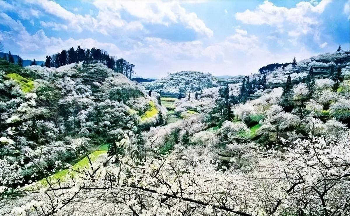 广州动身-贵州4天游，打卡平坝万亩樱花+金海雪山+黄果树瀑布