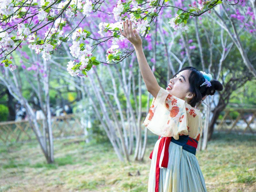 又是一年海棠花开！济南那些处所已经美如画卷！