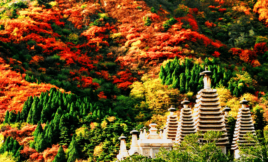 北京旅游必打卡线路（七）：香山、动物园、卧佛寺、百望山