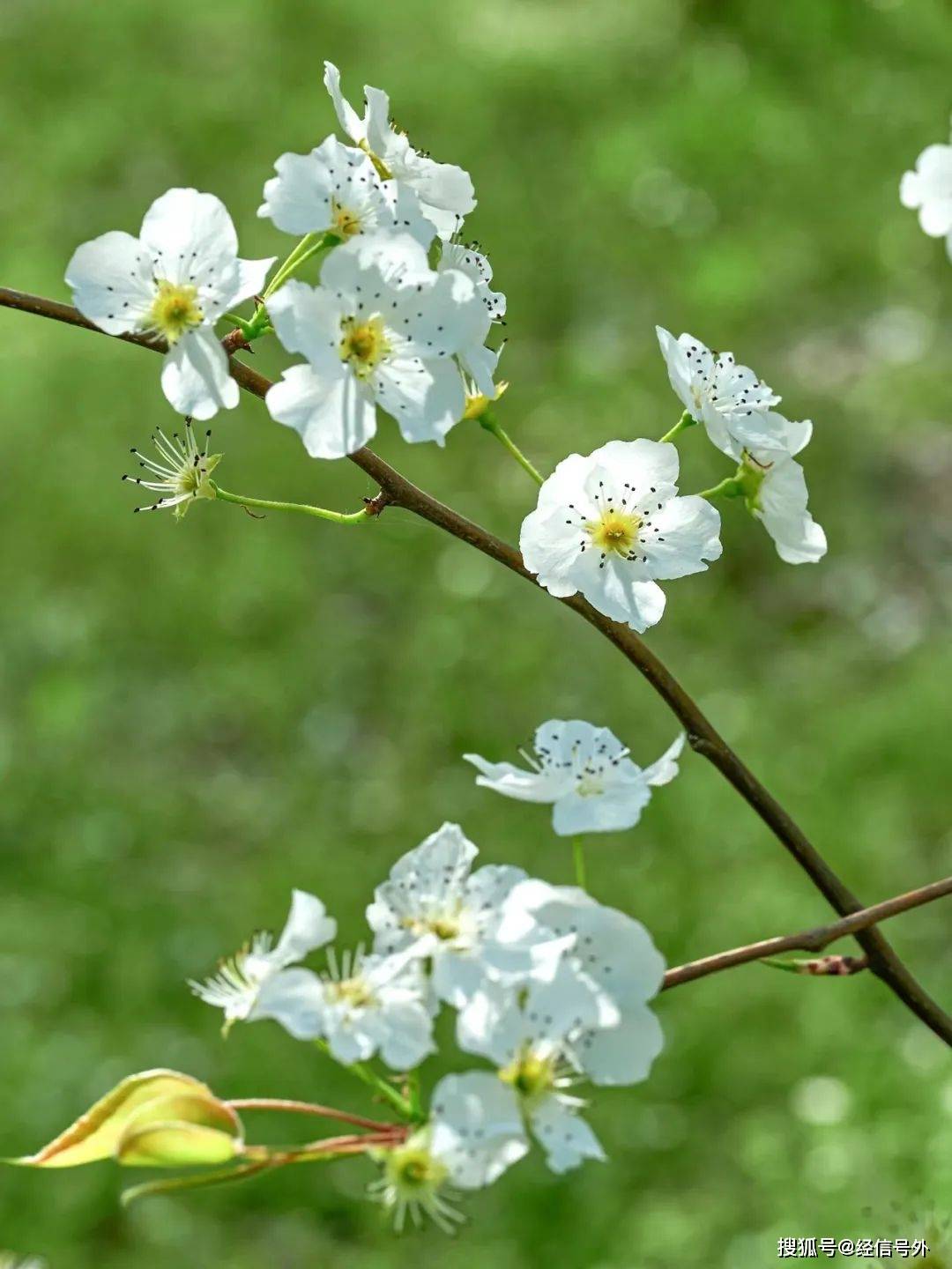 “心花怒放·大美修文”赏花攻略