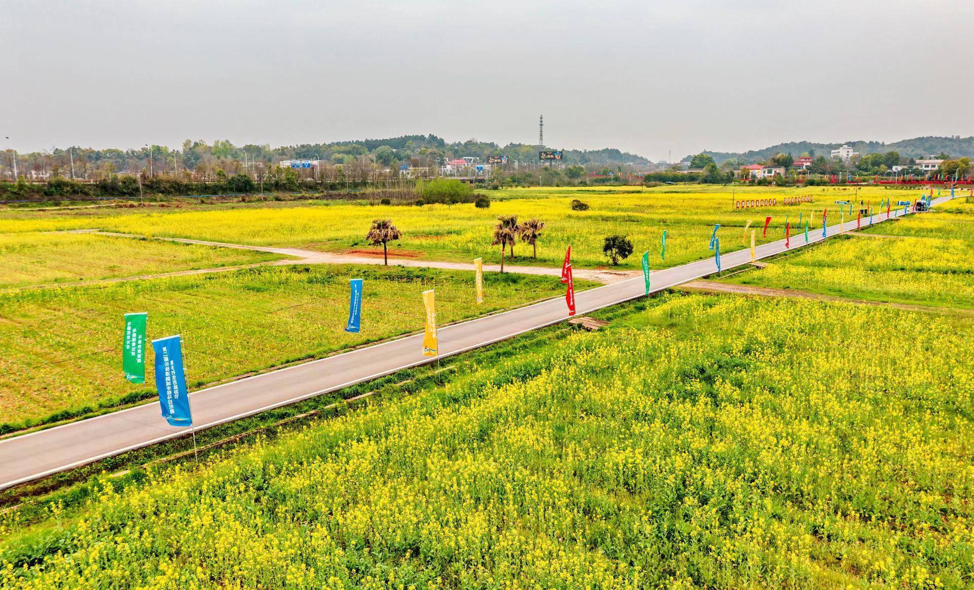 奔驰在油菜花海里，第二届长株潭融城半程马拉松赛鸣东西开跑