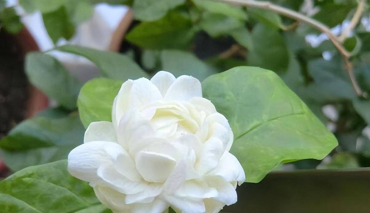 茉莉花怎么养才长得好？做到正确修剪，等着花开满盆