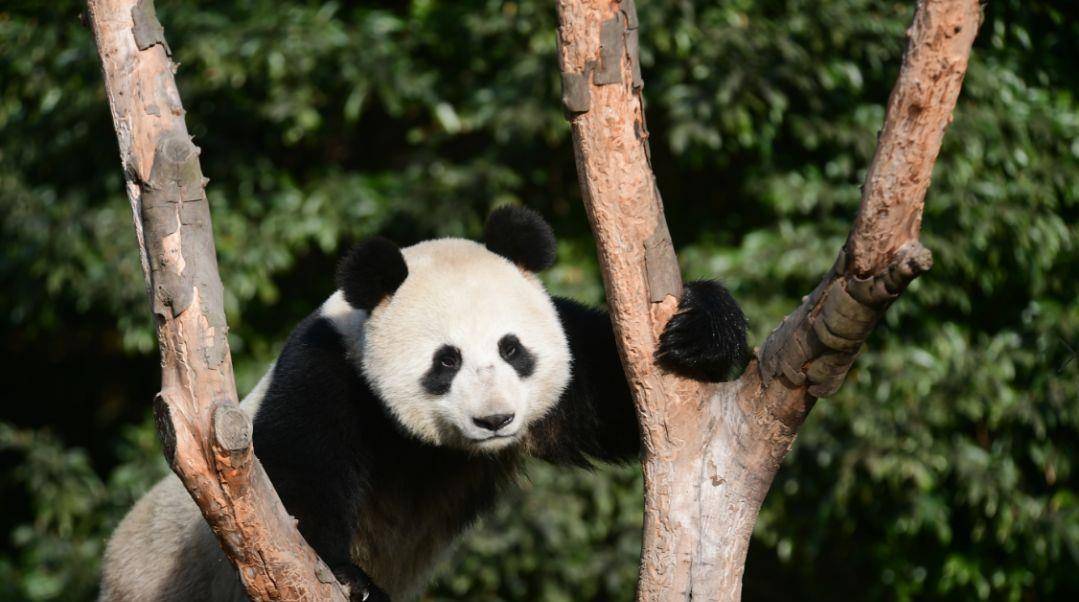 俄罗斯这是养功夫熊猫？大熊猫如意一年长胖40斤，会有健康问题吗