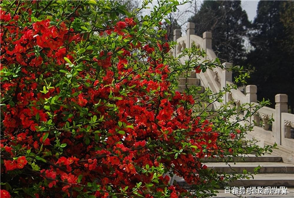 烟雨事后，古莲花池春色正浓