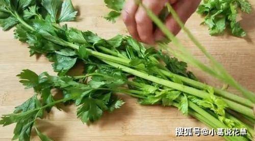 芹菜叶、玉米须那些蔬菜边角料能吃吗？伶俐的人，都拿它们当宝物