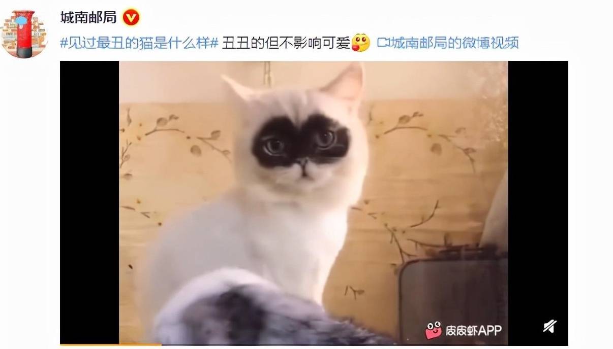 猫咪奇葩说：小猫咪的美陈旧见解，丑的却是各有所长