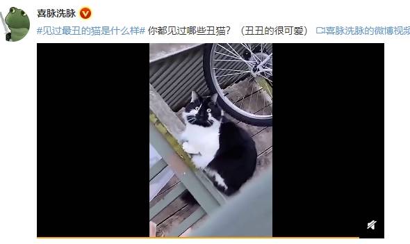 猫咪奇葩说：小猫咪的美陈旧见解，丑的却是各有所长