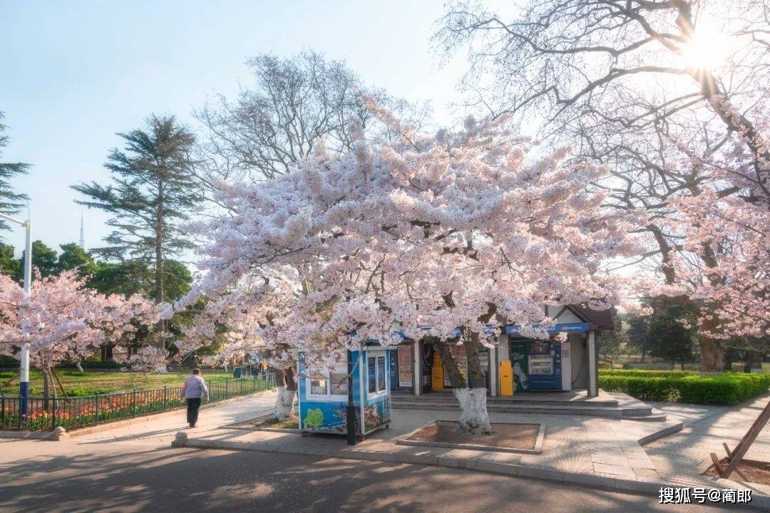 北方樱花之城：4月不来那座樱花开满的城市看看，会遗憾整个春天