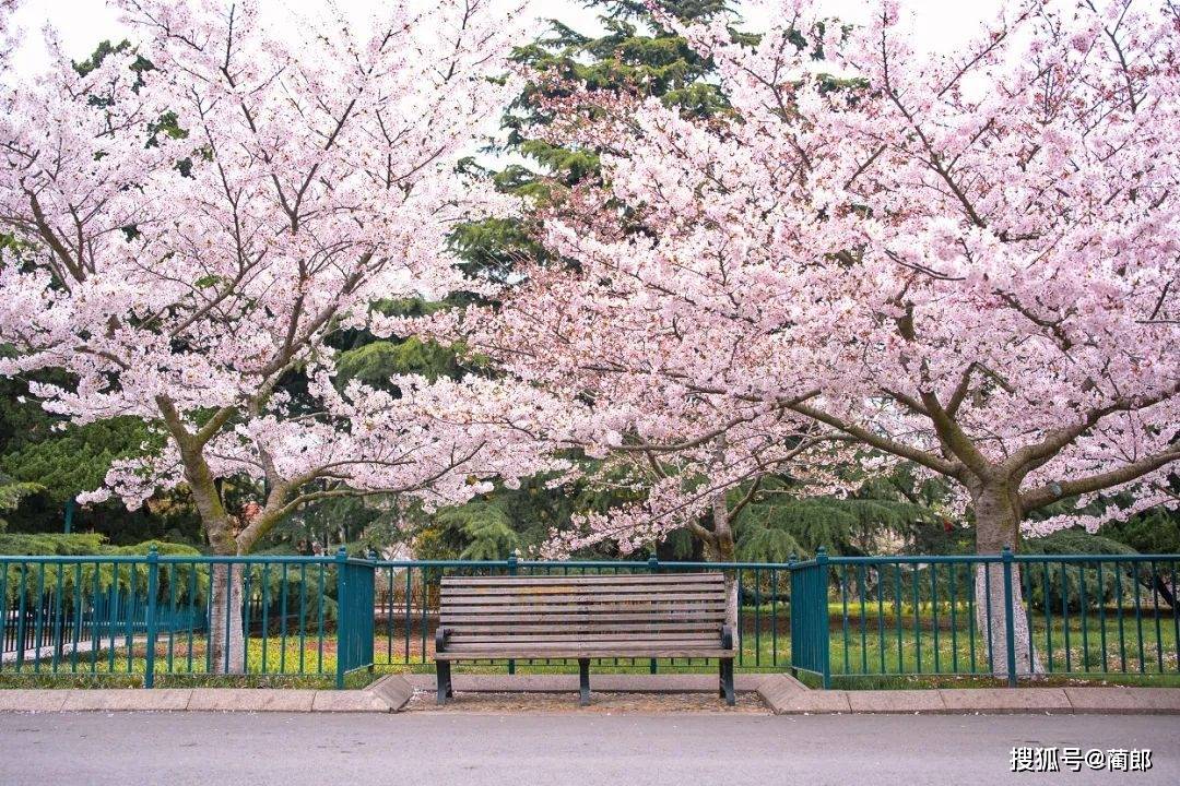 北方樱花之城：4月不来那座樱花开满的城市看看，会遗憾整个春天