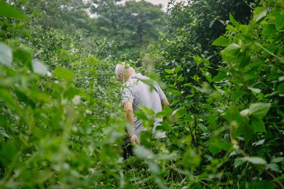 一个怪脾性老翁，隐居雨林20年，每天“拼命”找好茶