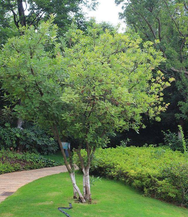 一竞技入口4种历时数十年的“小盆景”一盆上桌小而美“很值钱”(图12)