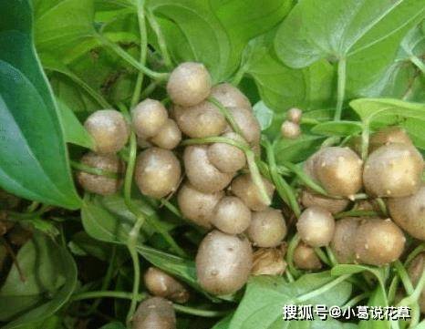 多吃山药豆好处多多，养肝，补肾抗衰老， 搭配一物效果翻倍！