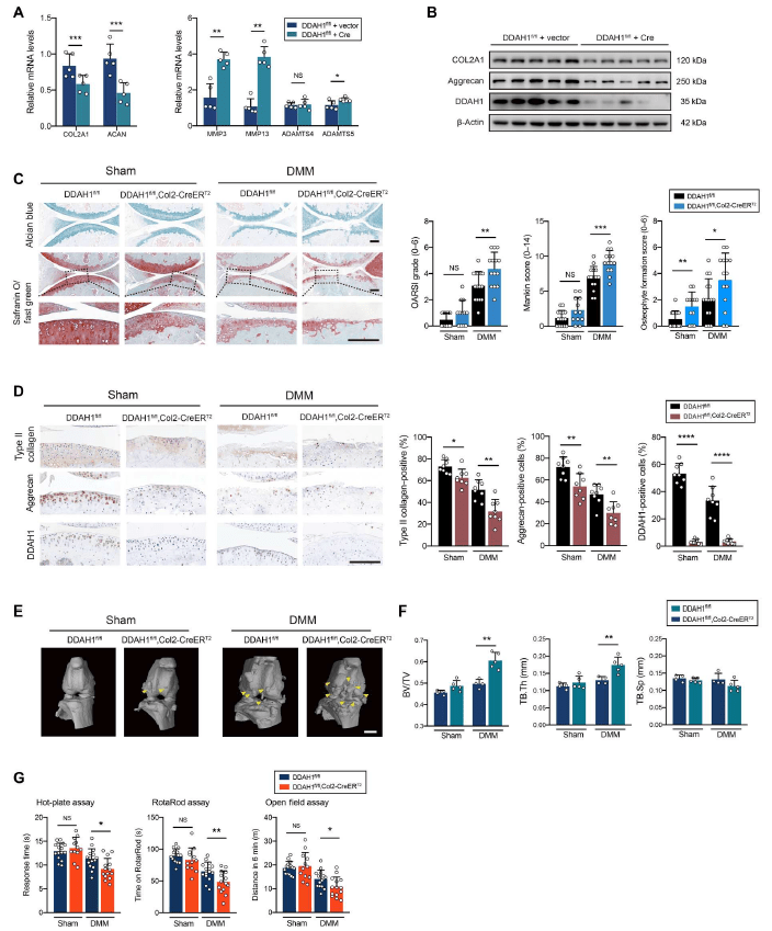 又一个生物标志物adma被发现！可为oa治疗提供新方向!