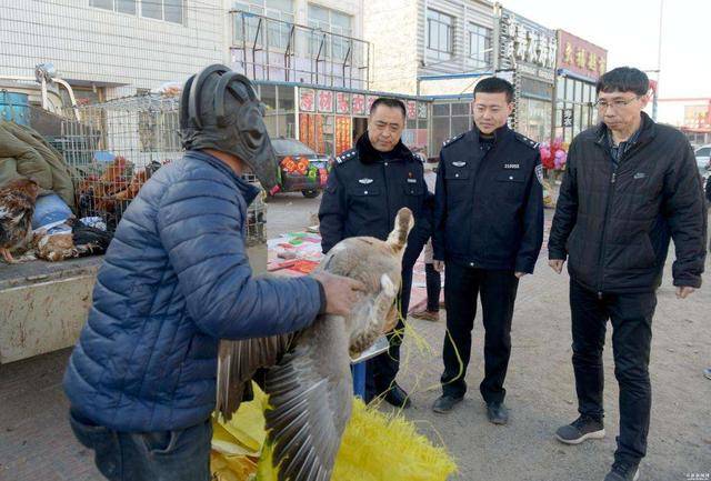 致富经养甲鱼_甲鱼养殖致富经_养殖甲鱼富豪