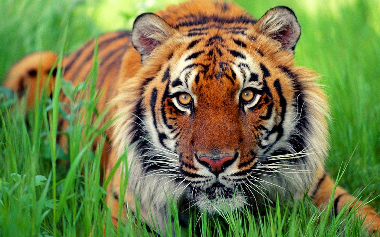 龙虎沟传奇：长白山忽然传来龙吟虎啸，原来是白山青蟒战老虎