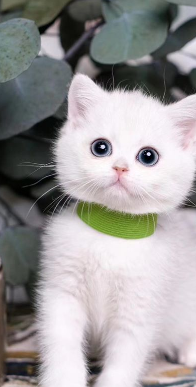 英短怎么挑选，英短哪里买好，英短多少钱，宠物小知识分享-第4张图片-冲锋网